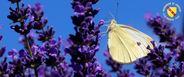 Piéride du Choux (Pieris brassicae)