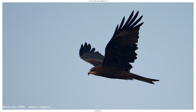 Black Kite (चील) - Milvus migrans