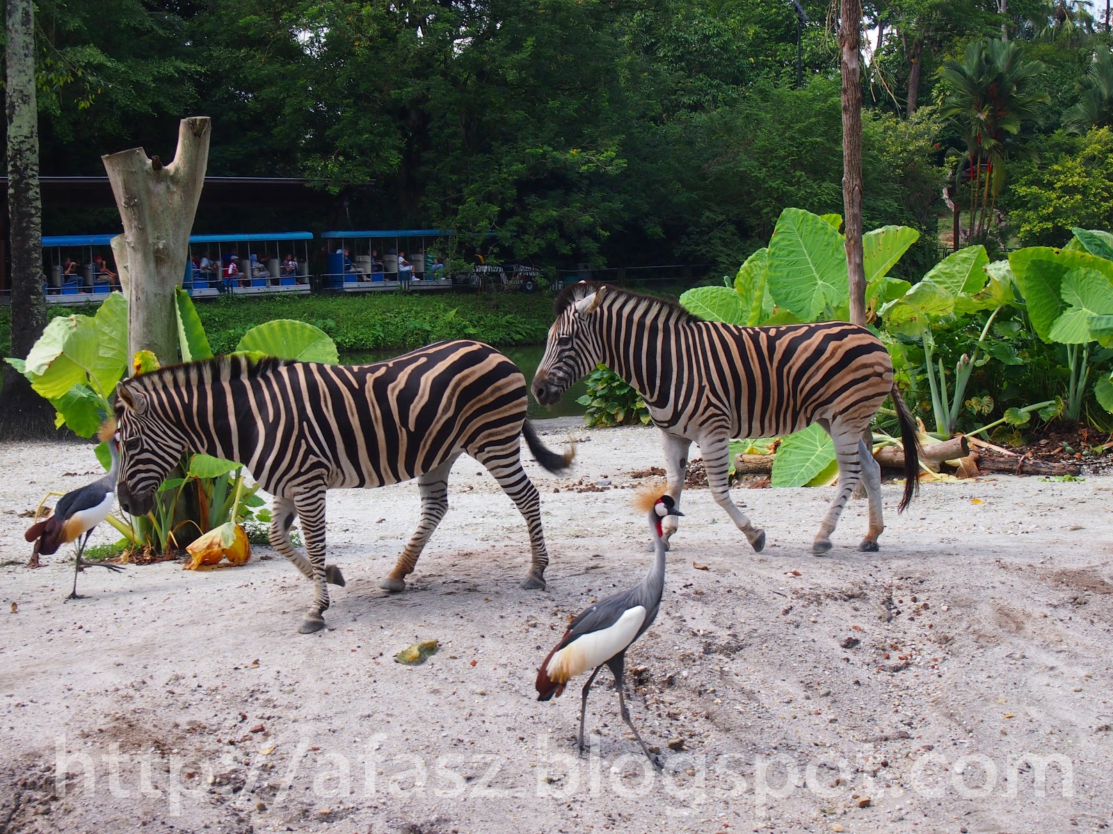 Afasz.com: Haiwan-haiwan di Zoo Taiping (Part I)