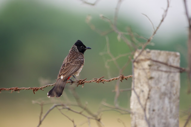 Red-vented bulbul (Pycnonotus cafer) - Ashutosh Jhureley