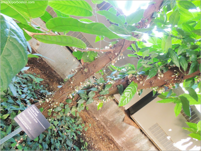 Árbol del Cacao en el Jardín Botánico de Montreal