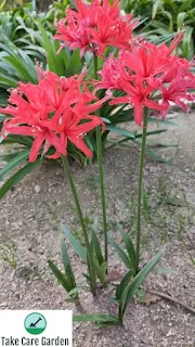 Nerine raquelina (Nerines): Gardening with Angus