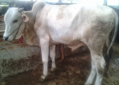 harga sapi qurban  2013 ddf3r23r