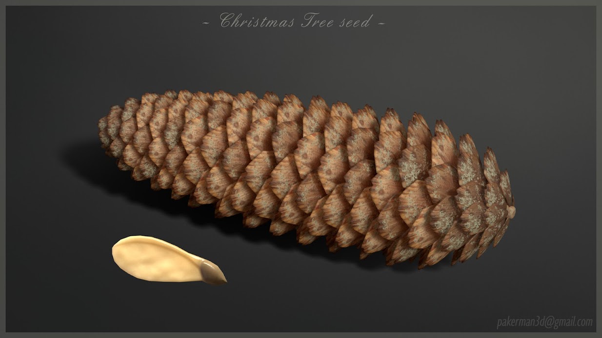 seed cone