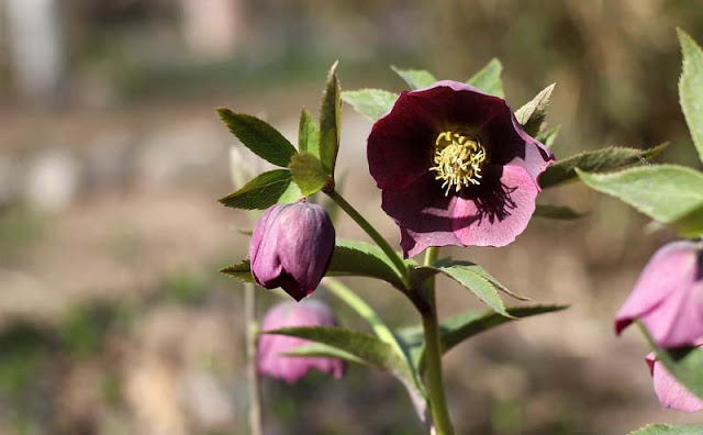 Lenten Rose Flowers