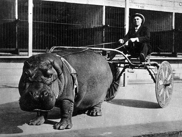 1924 hippo pulling a cart