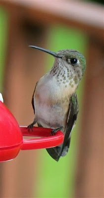 hummingbirds