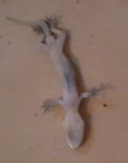 geko