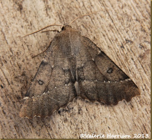scalloped-hazel