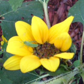 green grasshopper on pretty yellow sunflower blossom