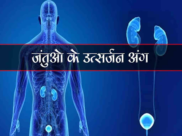 प्राणी जगत के संघ और जन्तुओं में  उत्सर्जन अंग | Animal Kingdom Excretory System