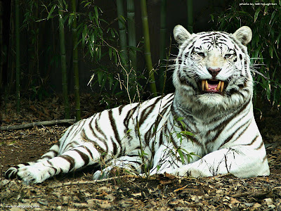 White Tiger Desktop Wallpaper Free