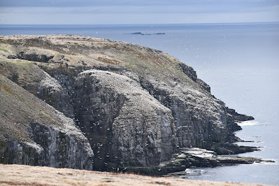 Cape St. Mary's Newfoundland.