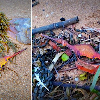 Pakar Marin Terkejut Penemuan Puluhan Bangkai Naga Laut Terdampar Di Pantai Australia