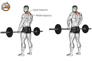 The 5 BEST Exercises To Build Bigger Traps