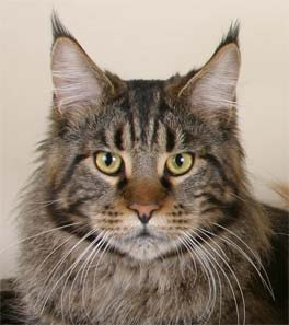 Maine Coon "original" has more