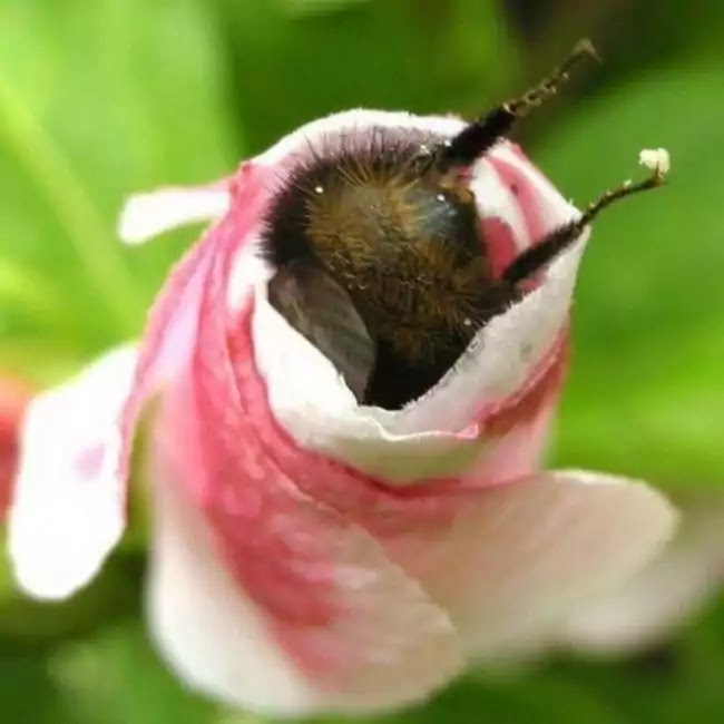 Cute Pictures Of Bumblebees That Fell Asleep Inside Flowers