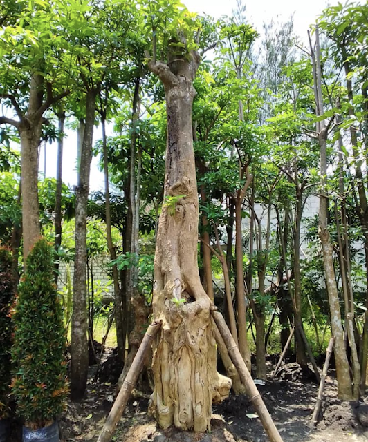 Pohon pule