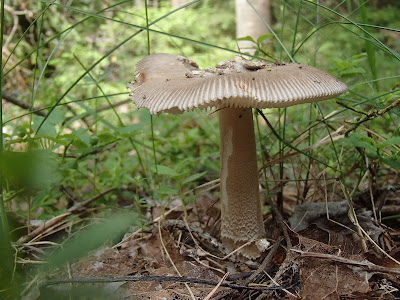 Grzyby wiosenne, grzyby w czerwcu, grzyby na Orawie, grzybobranie w czerwcu, koszyk grzybów w czerwcu, borowik ceglastopory Boletus luridoformis, koźlarz czerwony Leccinum aurantiacum, gołąbek Russula, muchomor Amanita, śluzowce,rulik nadrzewny, dzieci na grzybobraniu, dzieci zbierają grzyby 