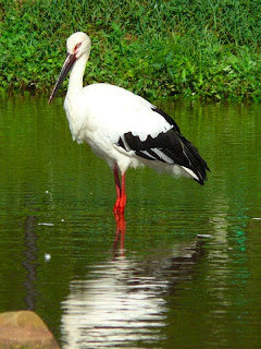 Cigueña oriental Ciconia boyciana