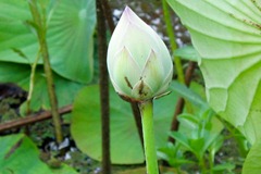 2011.08.13 at 13h49m45s Lakefield National Park, Red Lilly Pond