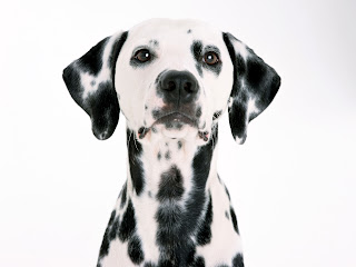 dalmatian puppy puppies breeds dog hound canine pooch canis bow-wow despicable fellow qen txakurra gos pas hond koer aso koira kutya hundur madra pets huisdieren animaux de compagnie Haustiere de companie husdjur Evcil Hayvan anifeiliaid anwes domace zvali augintiniai alagang hayop domaci zvirata kucni ljubimci animals domestics maskotak wallpaper