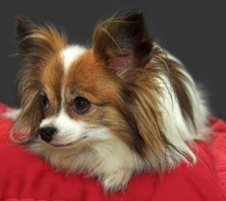 Papillon Dogs Pictures