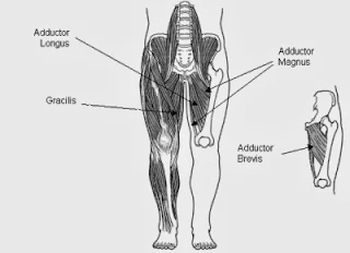 Younes Kaboul thigh muscle injury