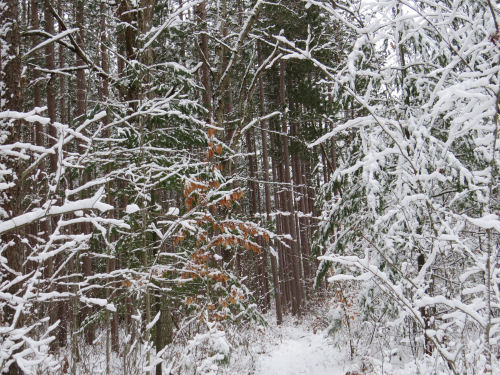 snowy trail