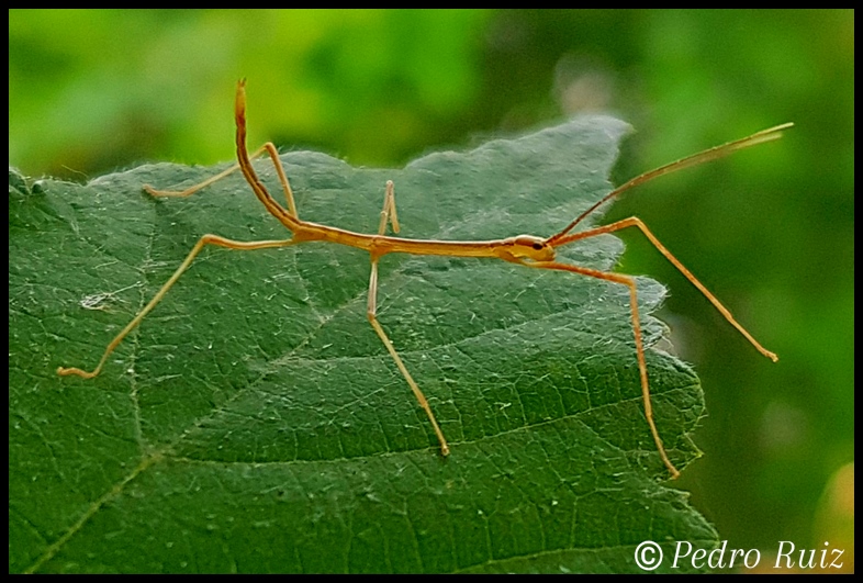 Ninfa L1 de Periphetes quezonicus, 1,3 cm de longitud