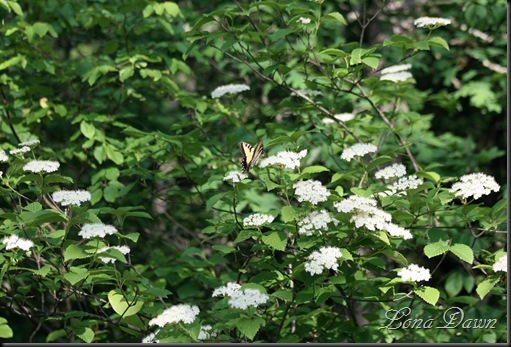 OMC_Butterfly_PagodaDogwood