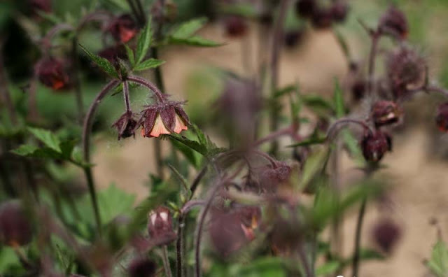 Geum Rivale Flowers Pictures