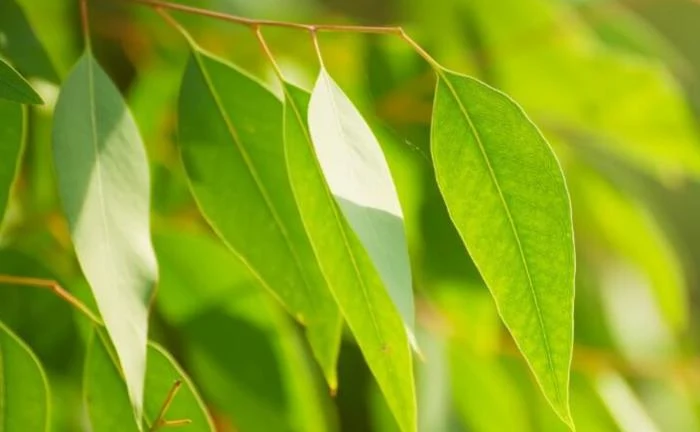 6 benefícios para a saúde do óleo anti-inflamatório de eucalipto