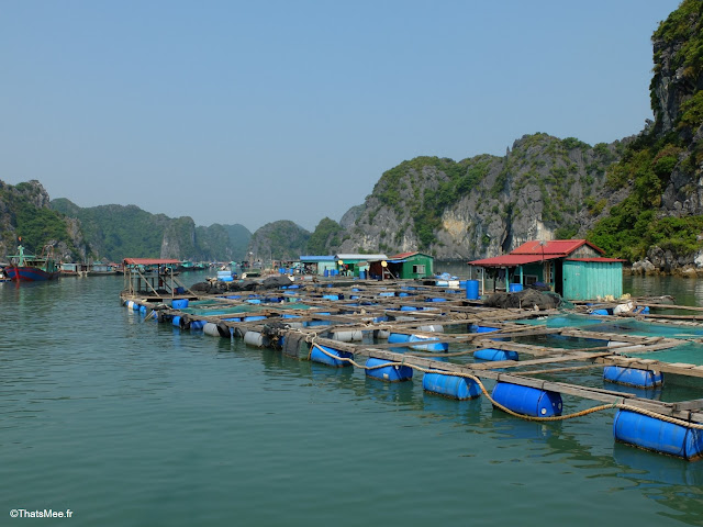 baie halong voyage vietnam tour bateau par cat ba, mer montagne paysage vietnam