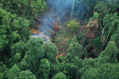 Koh Kong Logging