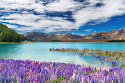 Lake Tekapo New Zealand (lake tekapo new zealand )