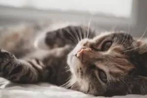 tips to care for cats