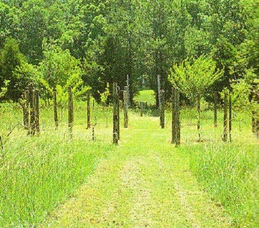 Garden Pathway 