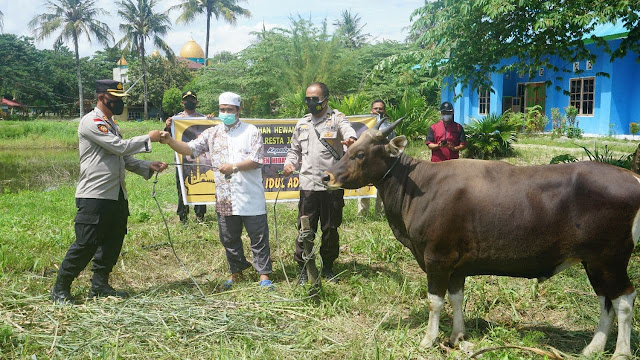 Jelang Idul Adha, Polresta Kota Jayapura Serahkan 5 Hewan Kurban ke Masjid dan Ponpes