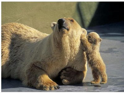 mother_bear