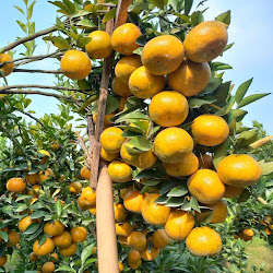 Pohon Bibit Jeruk Siyem Terdekat