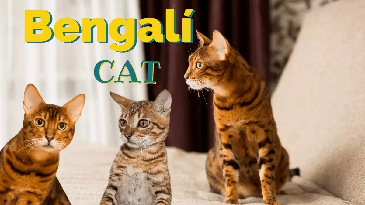 Gato Bengali
