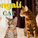 Gato Bengalí