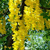Wisteria Wallpapers