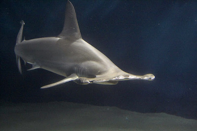 hammerhead shark