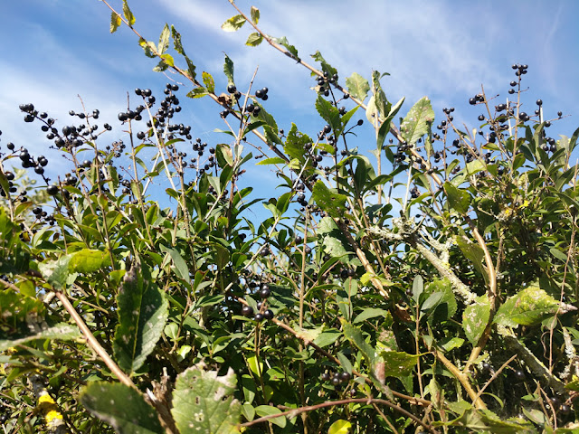 Wild Privet Ligustrum vulgare, Indre et Loire, France. Photo by Loire Valley Time Travel.