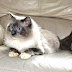 Ragdoll - Male Ragdoll Cat