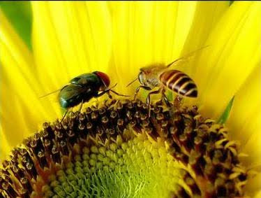 Hikmah dari lebah versus lalat
