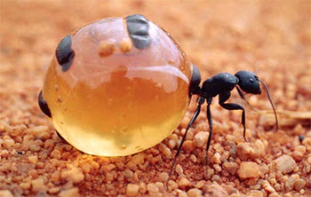 Semut Madu, Serangga Kecil Berperut Besar