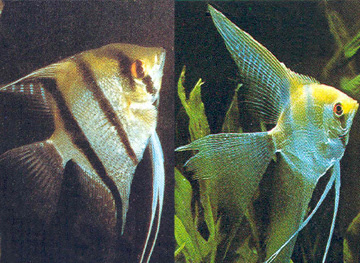 Spotted angelfish Spotted angelfish